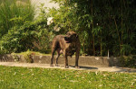 Juhoafrický mastif – Boerboel šteniatka – fotka 3