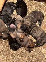 Juhoafrický mastif – Boerboel šteniatka – fotka 4