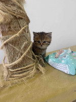 British cats on offer! – fotka 2