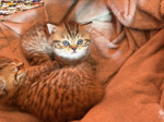 British cats on offer! – fotka 3