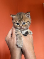 British cats on offer! – fotka 4