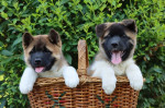Americká akita šteniatka – fotka 2