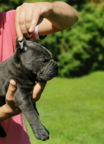 Cane Corso – fenka šteniatko – fotka 2