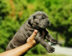 Cane Corso – fenka šteniatko – fotka 3