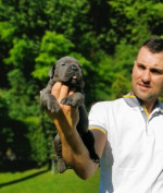 Cane Corso – fenka šteniatko – fotka 4