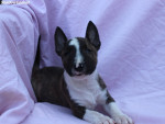 Mini Bull Terrier – krásne šteniatka – fotka 2