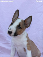 Mini Bull Terrier – krásne šteniatka – fotka 3