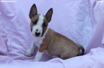 Mini Bull Terrier – krásne šteniatka – fotka 4