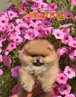 Pomeranian Boo šteniatka – fotka 2