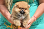 Pomeranian Boo šteniatka – fotka 3