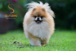 Pomeranian Boo šteniatka – fotka 4