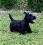 Scottish terrier puppies – fotka 2