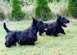 Scottish terrier puppies – fotka 3