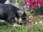 Miniature Schnauzer puppies – fotka 2