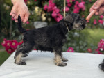 Miniature Schnauzer puppies – fotka 3