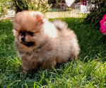 Pomeranian Spitz puppies – fotka 2