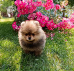 Pomeranian Spitz puppies – fotka 3