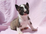 Mini Bull teriér šteniatka – fotka 3
