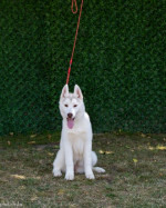 Beautiful female Siberian Husky for sale – fotka 2
