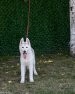 Beautiful female Siberian Husky for sale – fotka 3