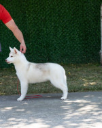 Beautiful female Siberian Husky for sale – fotka 4