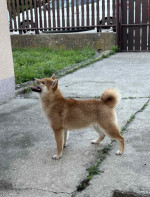 Female Shiba Inu puppy for sale – fotka 2