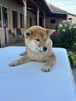 Female Shiba Inu puppy for sale – fotka 3