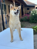 Female Shiba Inu puppy for sale – fotka 4