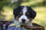 Border collie-Border collie puppies – fotka 2