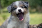 Border collie-Border collie puppies – fotka 3