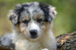 Border collie-Border collie puppies – fotka 4
