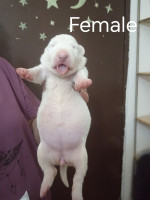 Sinai State Kennel New Litter – fotka 2