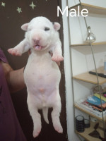 Sinai State Kennel New Litter – fotka 3