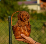 Toy and mini poodles – fotka 2