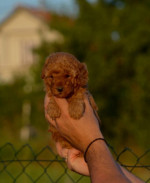 Toy and mini poodles – fotka 3