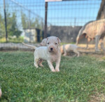 Dogo Argentino puppies – fotka 2