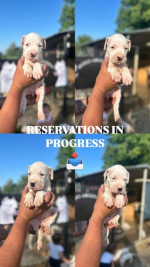  Dogo Argentino puppies – fotka 3