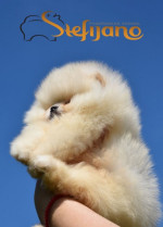 Pomeranský špic BOO  šteniatka – fotka 2