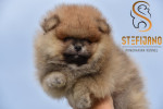 Pomeranský špic BOO  šteniatka – fotka 3