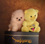 Pomeranský špic BOO  šteniatka – fotka 4