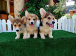 Welsh Corgi puppies – fotka 2