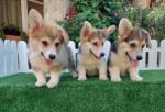Welsh Corgi puppies – fotka 3