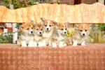 Welsh Corgi puppies – fotka 4