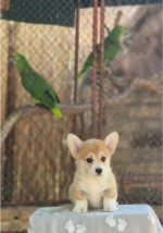 Welsh Corgi Pembroke – Krásne šteňatá – fotka 2