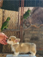 Welsh Corgi Pembroke – Krásne šteňatá – fotka 3