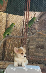 Welsh Corgi Pembroke – Krásne šteňatá – fotka 4