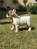 French Bulldog From House Don – fotka 2