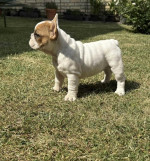 French Bulldog From House Don – fotka 3