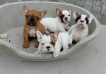 French Bulldog From House Don – fotka 4
