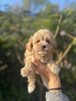 Maltipoo šteniatka na predaj – fotka 2